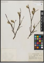 Foto von Salix pulchra Cham.